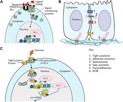 Working a second job: Cell adhesion proteins that moonlight in the nucleus